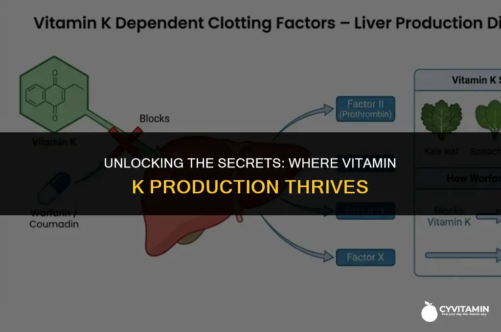 where is vitamin k produced