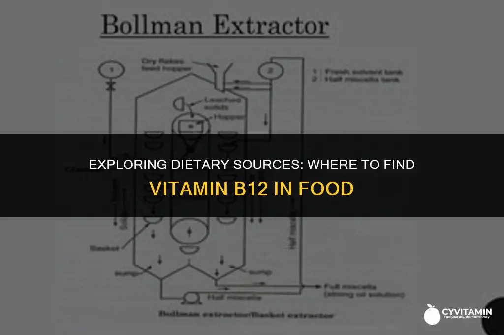 where to find vitamin b12 in food
