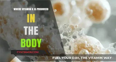 Unlocking the Secrets: Where Vitamin K is Produced in the Body
