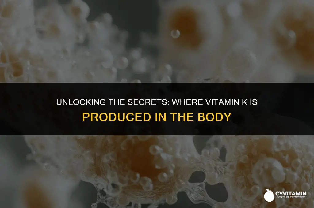 where vitamin k is produced in the body