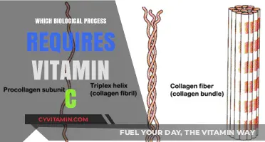 Unlocking the Secrets: How Vitamin C Powers Essential Biological Processes
