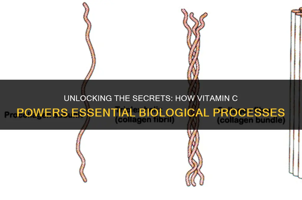 which biological process requires vitamin c
