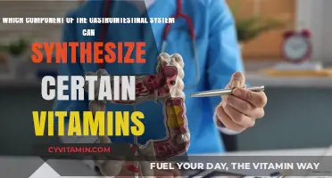 Gut Health: Unveiling the Vitamin-Synthesizing Power of the GI Tract
