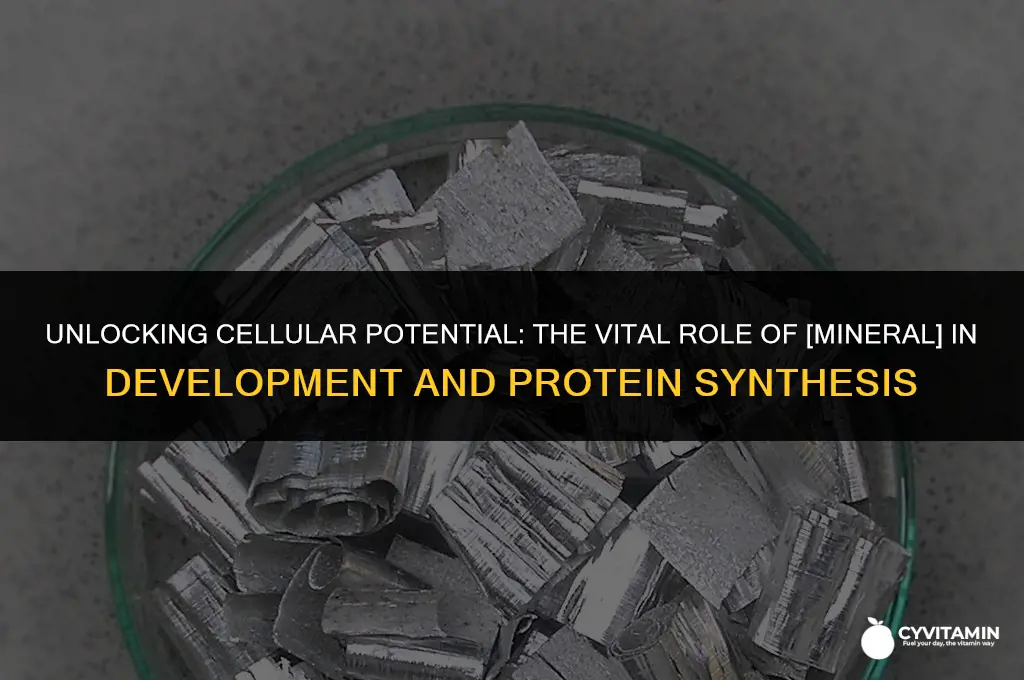 which mineral is crucial for cell development and protein synthesis
