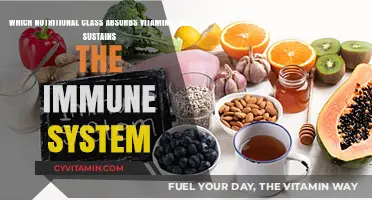 Vital Nutrients: The Key to a Healthy Immune System