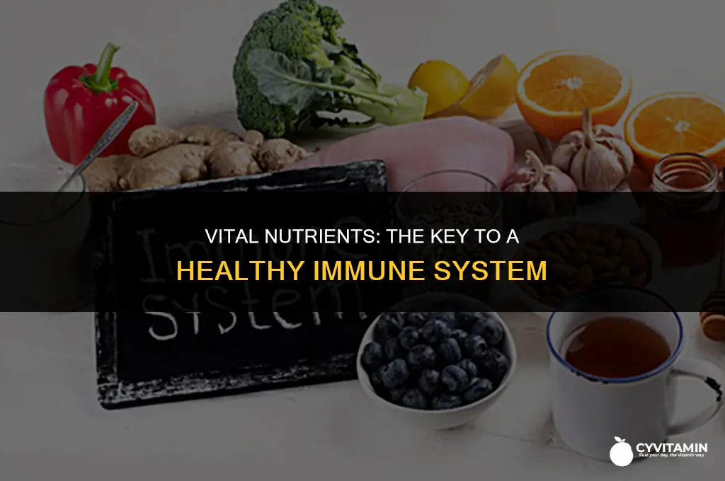 which nutritional class absorbs vitamins and sustains the immune system