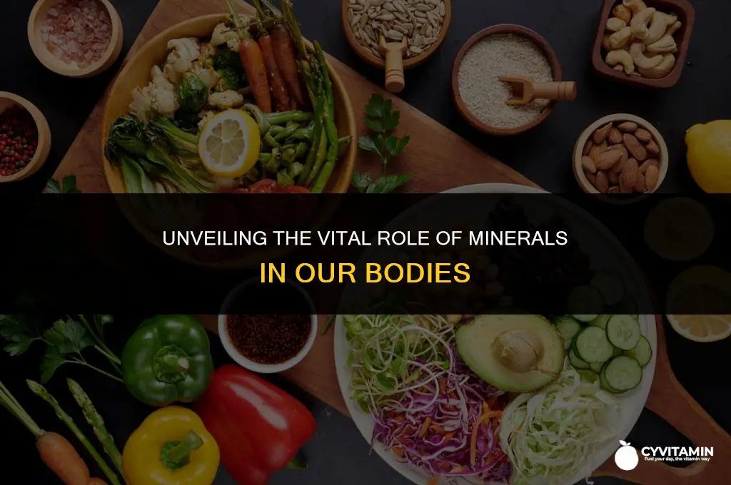 which of the following describes the function of minerals