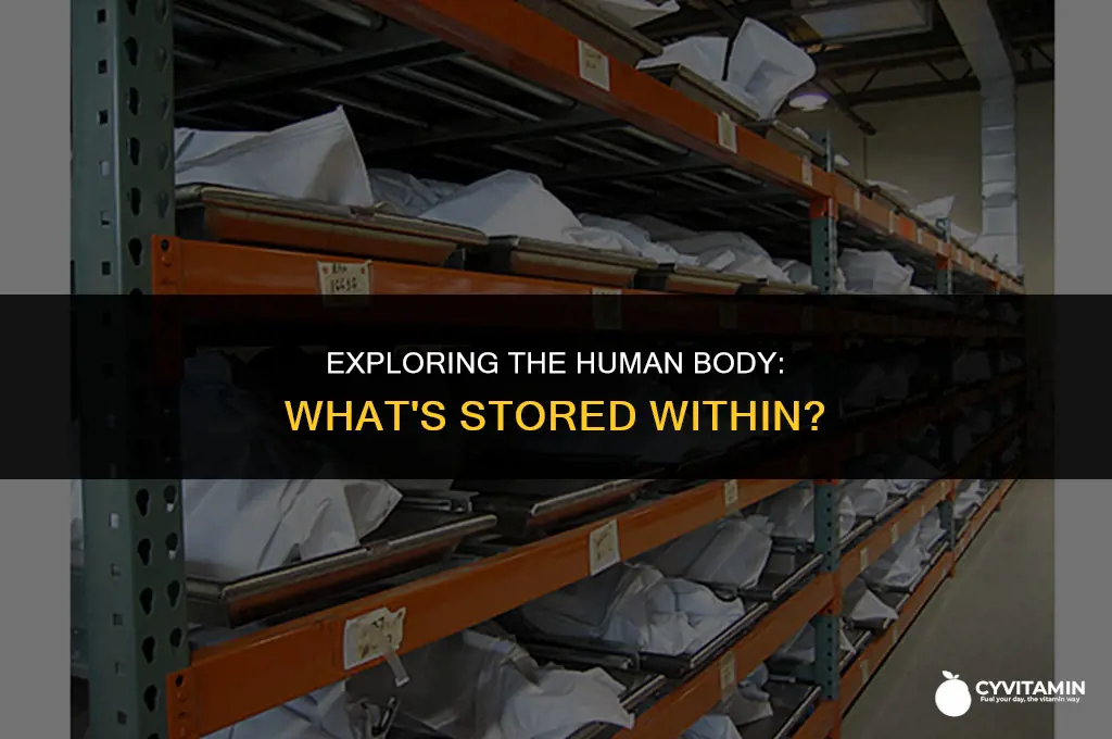which of the following is stored in the body