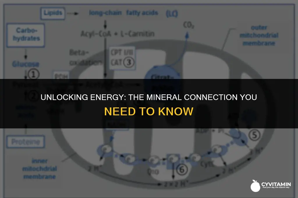 which of the following minerals is linked with energy metabolism
