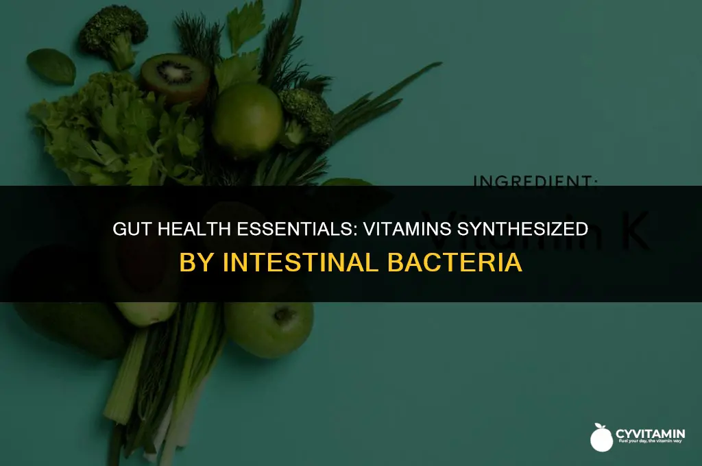 which of the following vitamins is synthesized by intestinal bacteria
