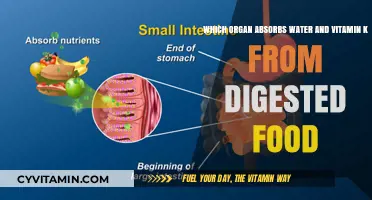 Unlocking Nutrition: The Small Intestine's Role in Absorbing Water and Vitamin K