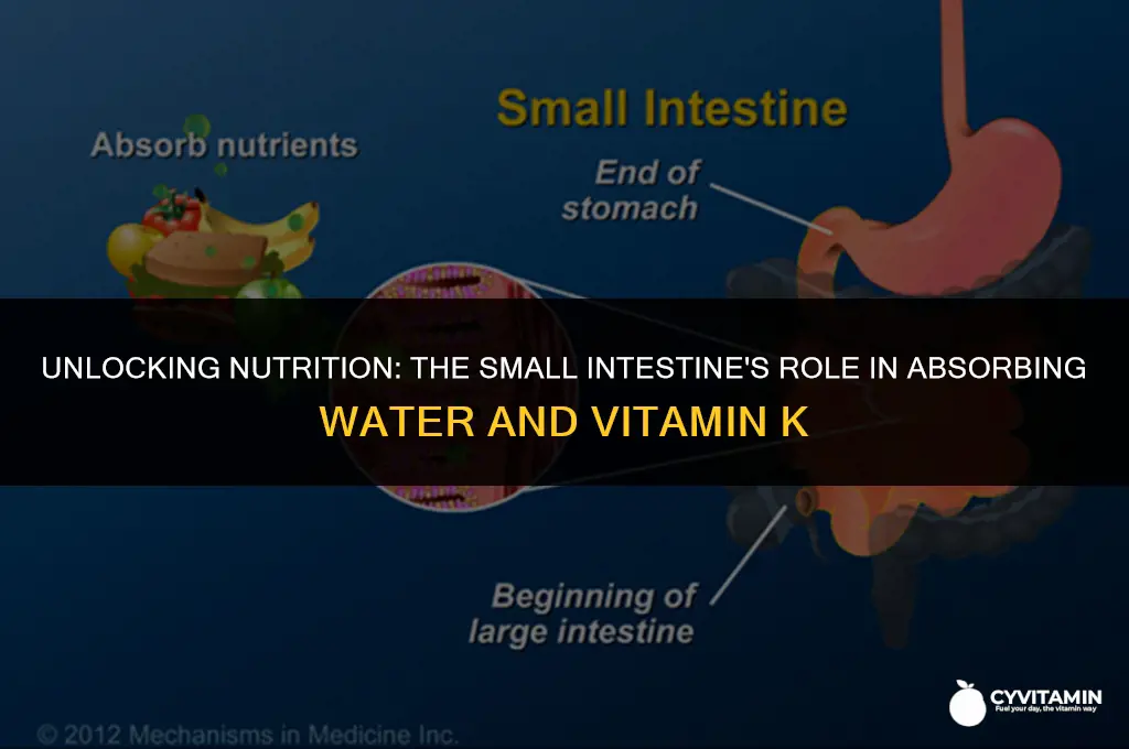 which organ absorbs water and vitamin k from digested food