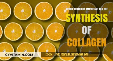 Unlocking the Secret to Youthful Skin: The Vital Role of Vitamin C in Collagen Synthesis