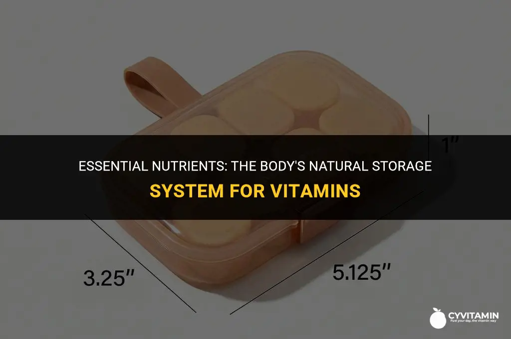 which vitamins are stored by the body