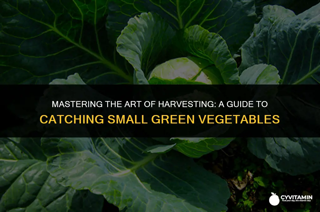 who is an expert at catching small green vegetables