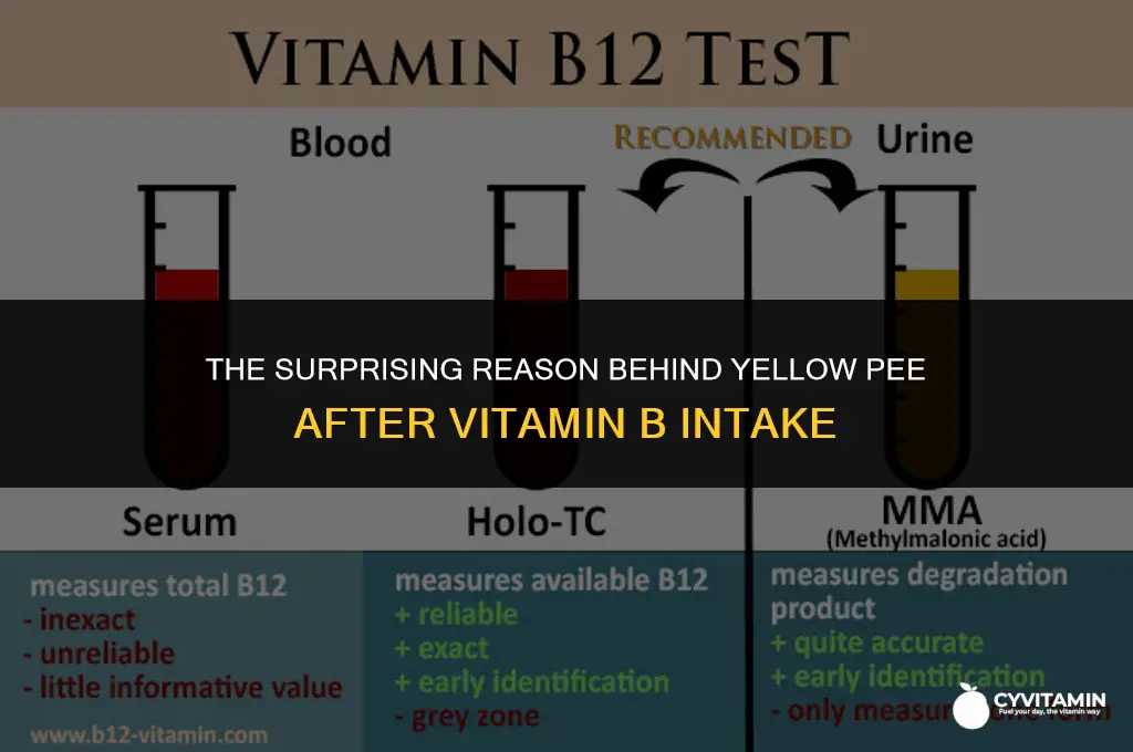 why does vitamin b make my pee yellow